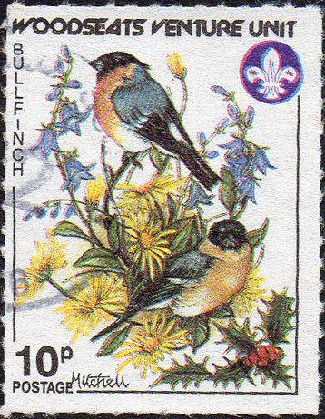 Garden Birds - Bullfinch
