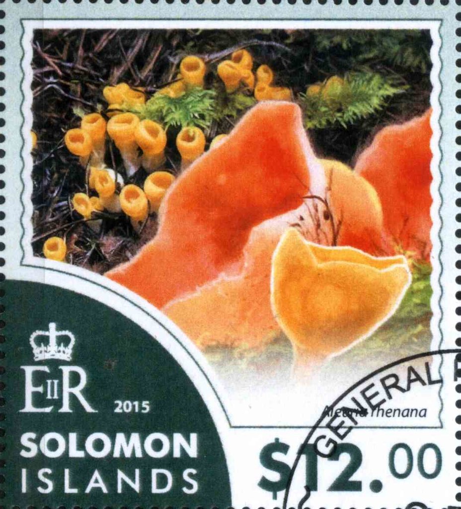 Australian Mushrooms