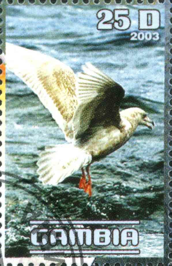 Polar Birds
