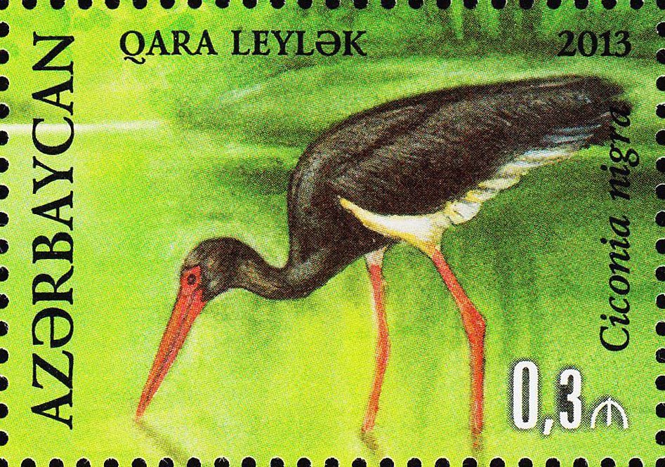 Ciconia nigra