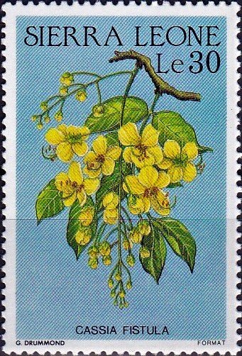 Cassia fistula