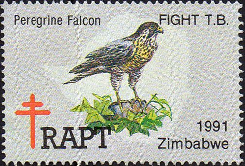 Zimbabwe - Diverse and Enchanting; Peregrine Falcon