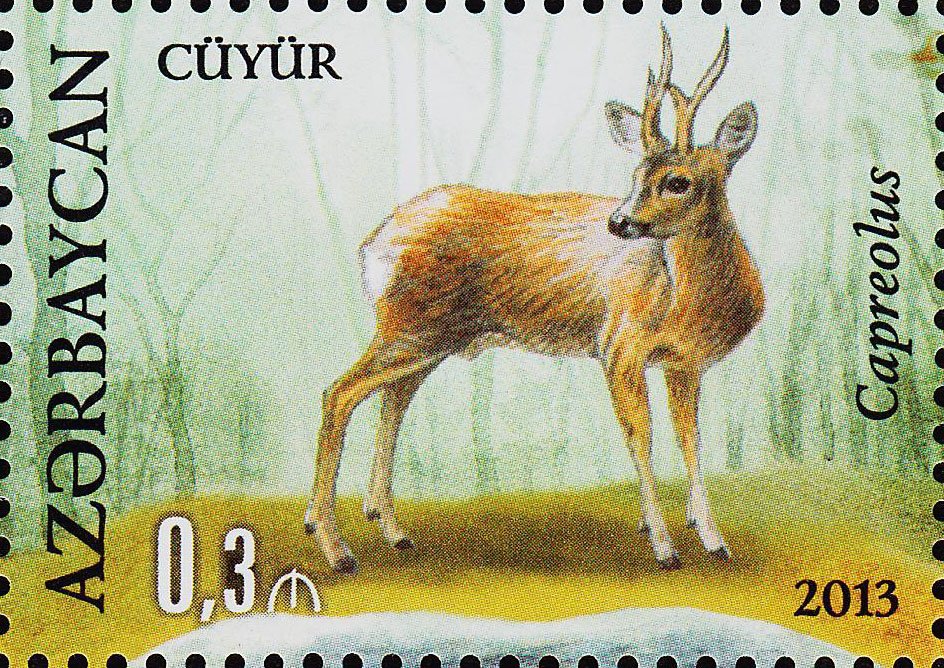 Capreolus capreolus