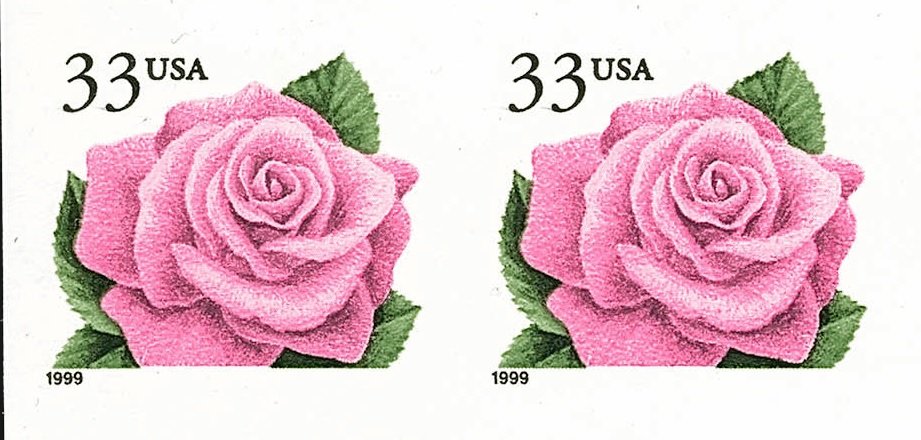 Coral Pink Rose