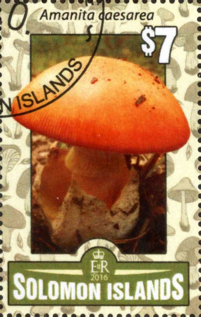 Amanita caesarea