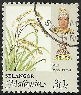 Rice (Oryza sativa)