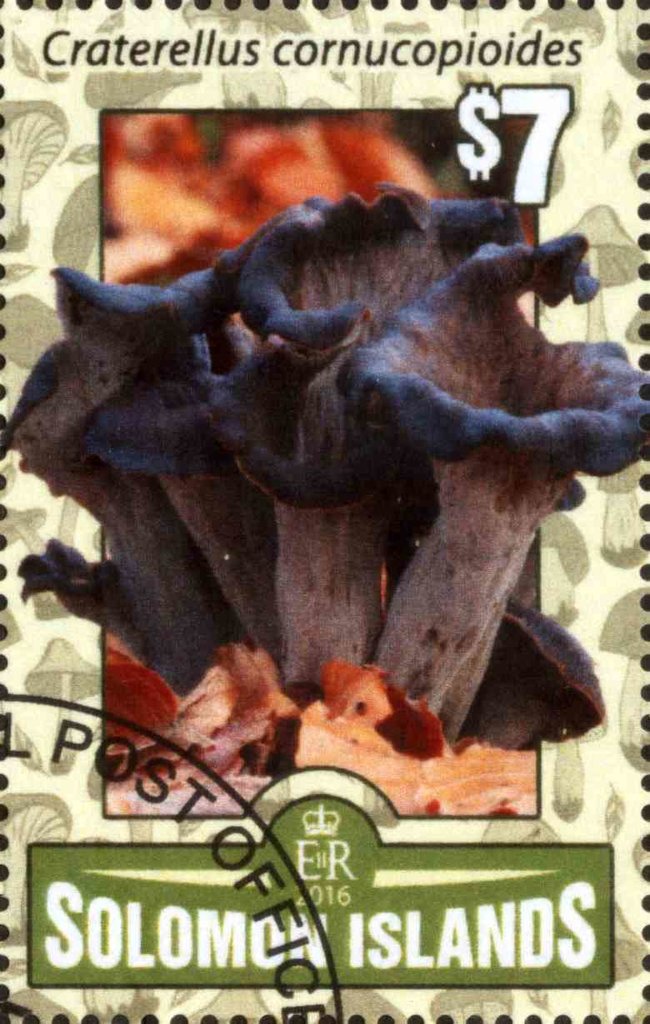 Craterellus cornucopioides