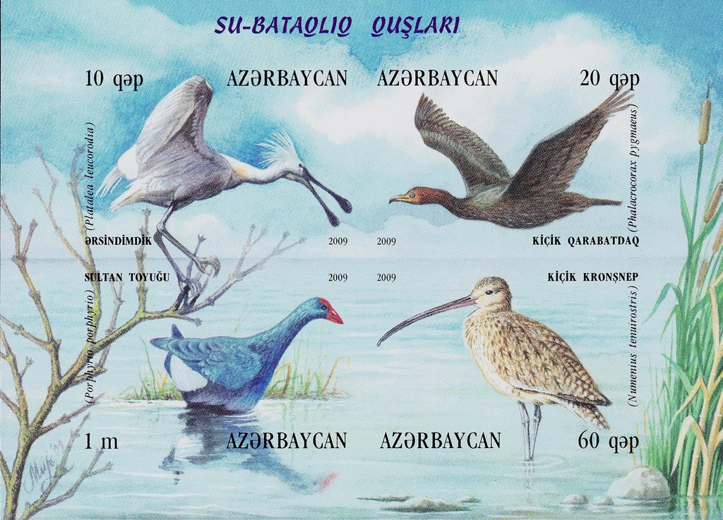 Waterfowls