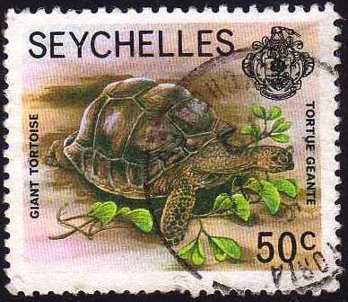 Giant tortoise