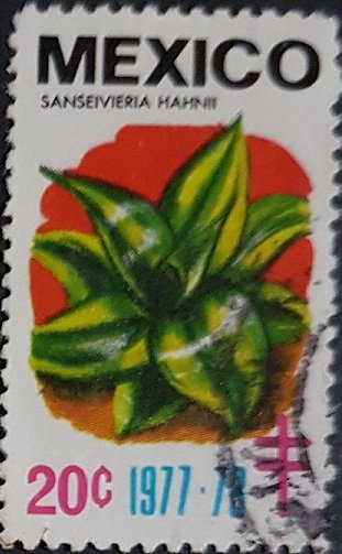 Sanseivieria Hahnii