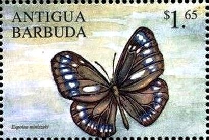 Euploea miniszeki
