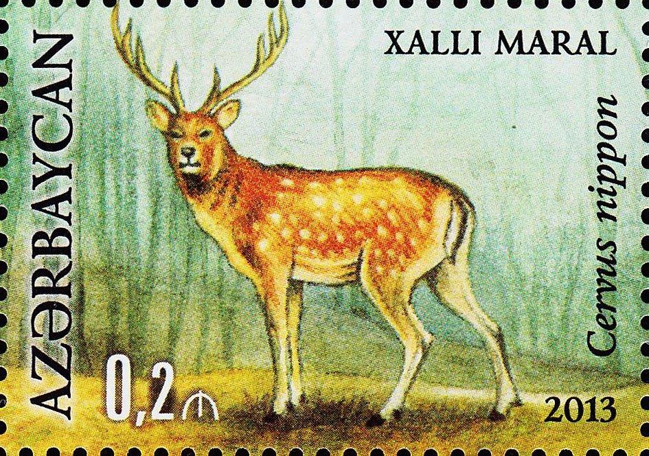 Cervus Nippon