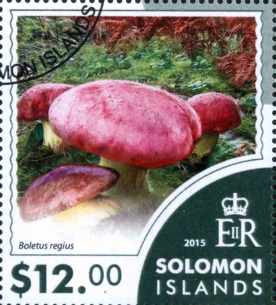 Boletus regius