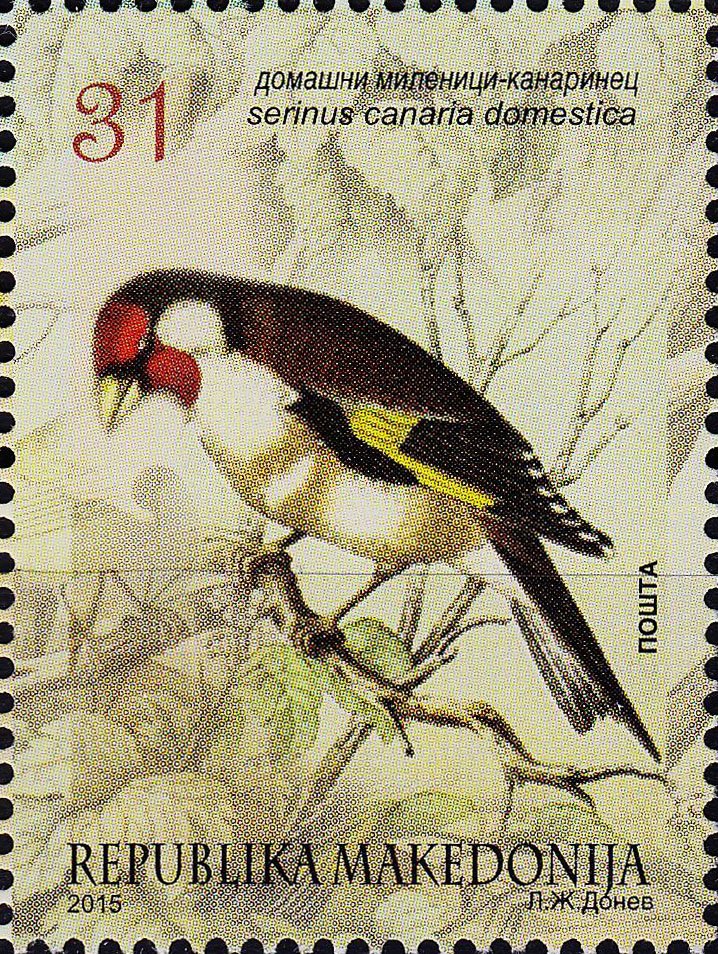 Carduelis carduelis