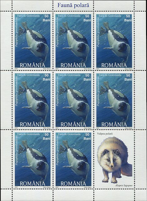 Harp Seal (Pagophilus groenlandicus)