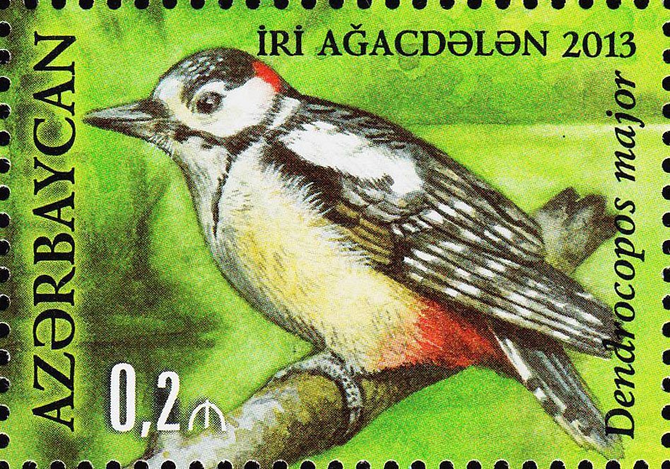 Dendrocopos major