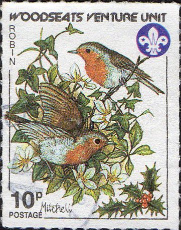 Garden Birds - Robin