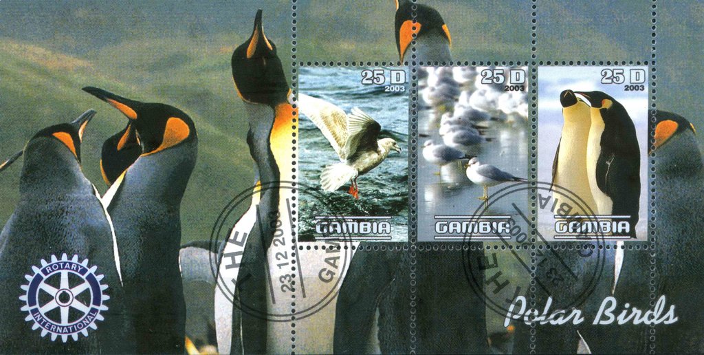 Polar Birds