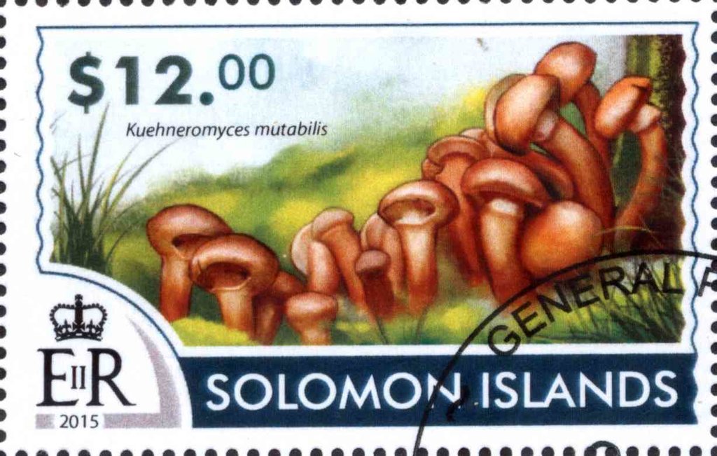 Kuehneromyces mutabilis