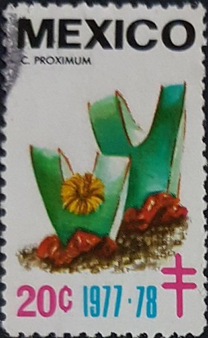 C. Proximum