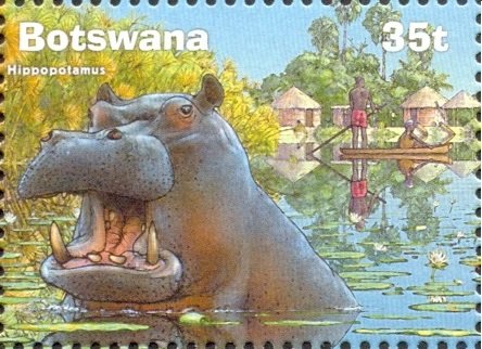 Hippopotamus