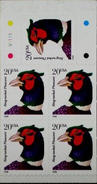 Ring-necked Pheasant (Phasianus colchicus torquatus)