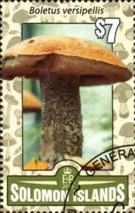 Stamp, Boletus versipellis, Solomon Islands,  , Mushrooms