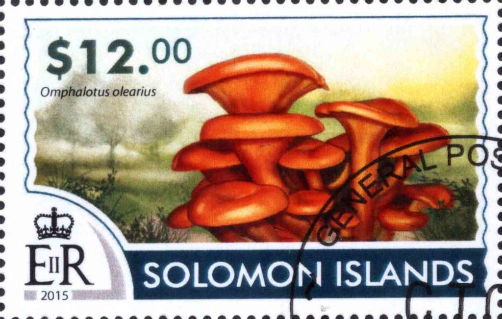 Omphalotus olearius
