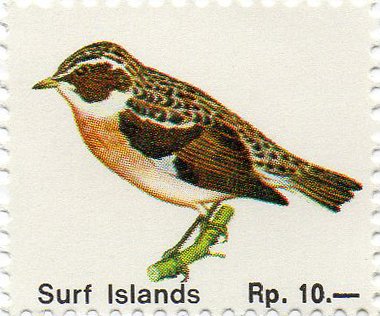 Surf Islands - Birds - Whinchat