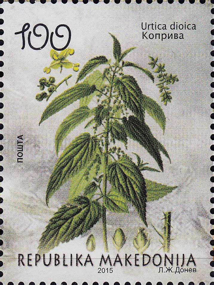 Urtica dioica
