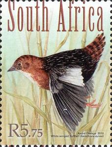 Stamp, White-winged Flufftail (Sarothrura ayresi), South Africa,  , Animals (Fauna), Birds