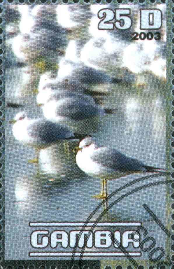 Polar Birds