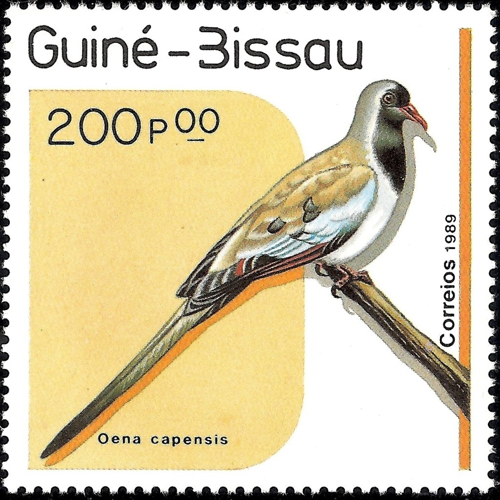 Namaqua Dove (Oena capensis)