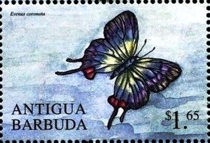 Evenus coronata