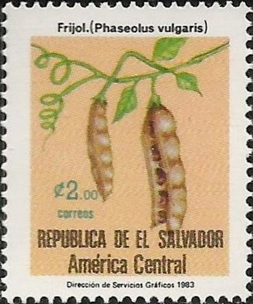 Phaseolus vulgaris