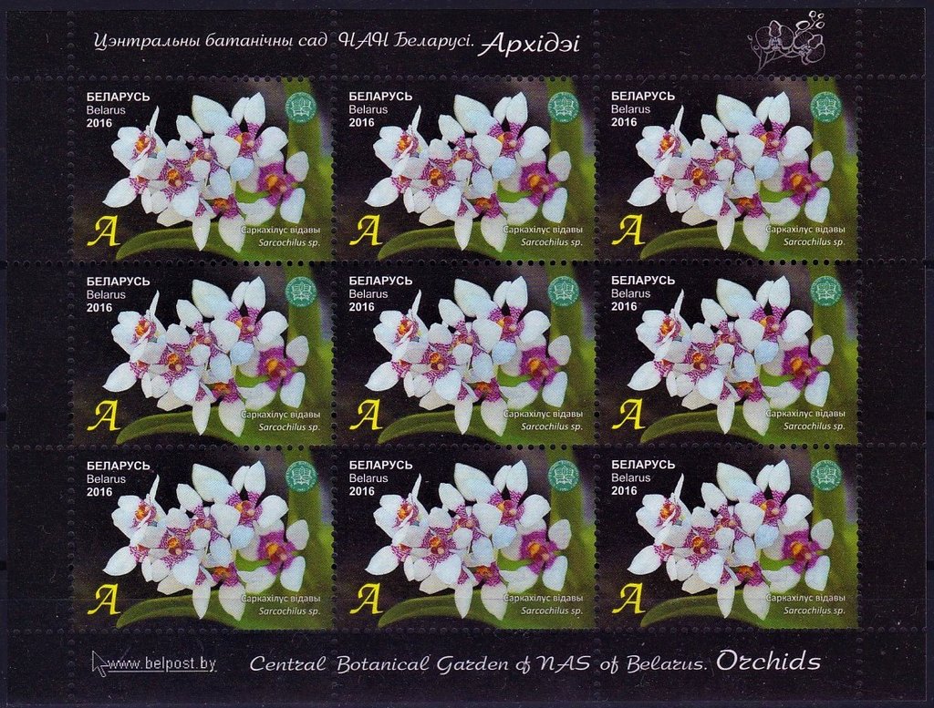 Sarcochilus sp.