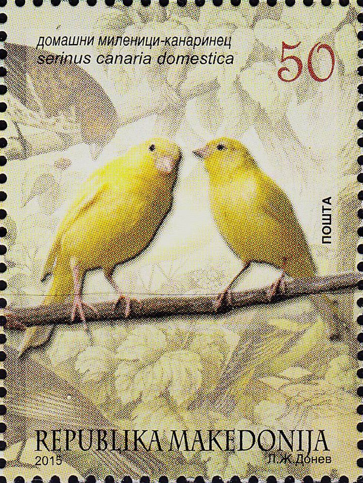 Serinus canaria forma domestica