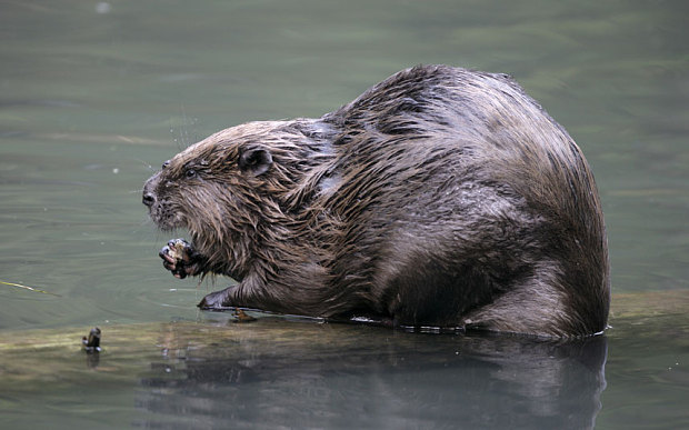 Beavers