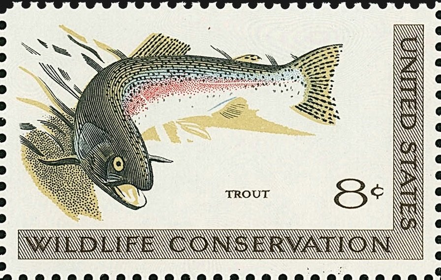 Rainbow Trout (Salmo gairdneri)