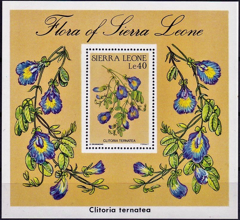 Clitoria ternatea