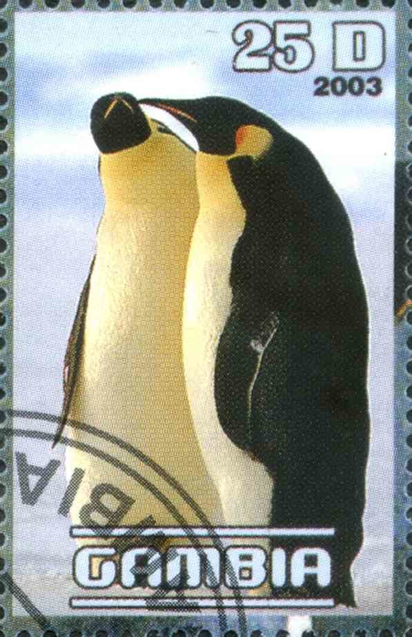 Polar Birds