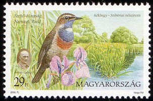Fertő-Hanság National Park, White-spotted Bluethroat (Luscin