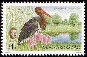 Duna-Dráva National Park, Black Stork (Ciconia nigra)