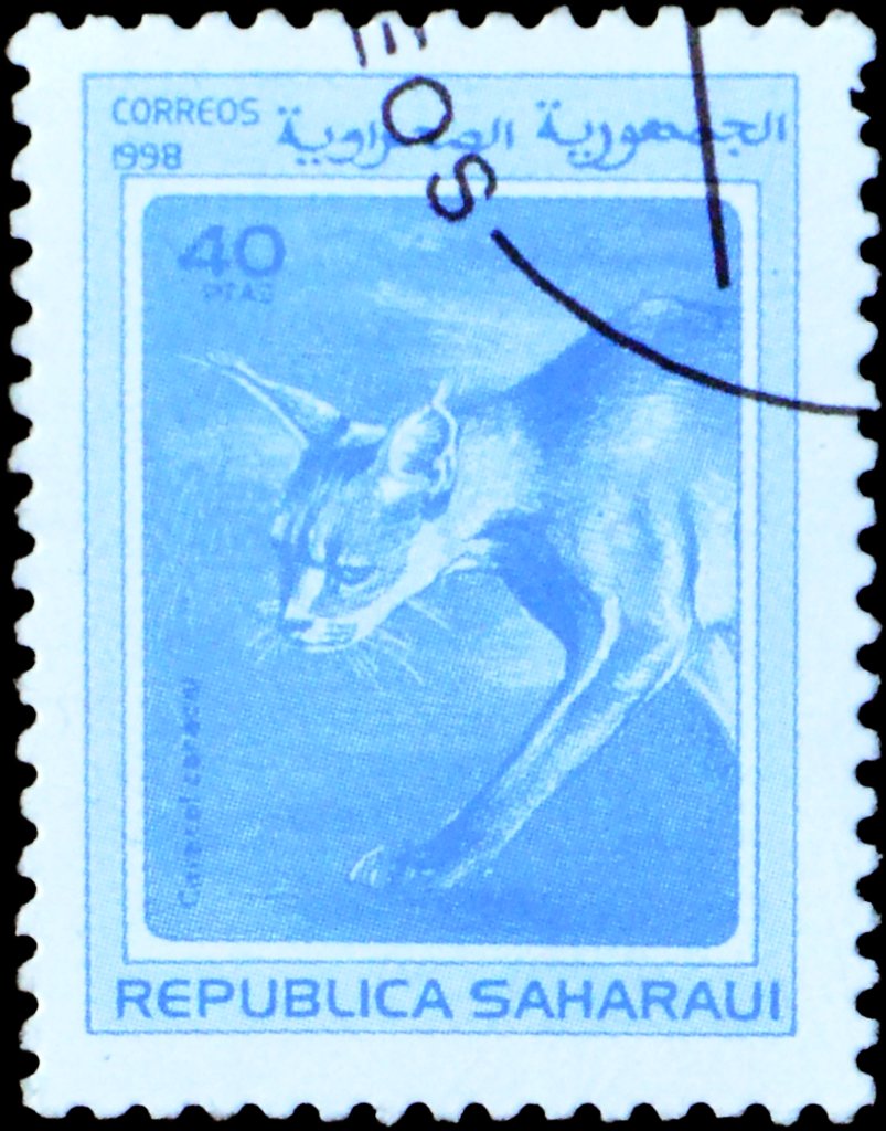 Caracal (Caracal caracal)
