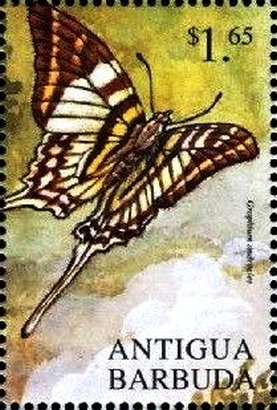 Graphium androcles