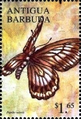 Papilio velovis