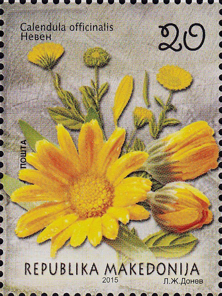 Calendula officinalis