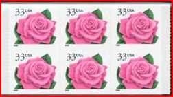 Coral Pink Rose