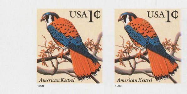 American Kestrel (Falco sparverius)