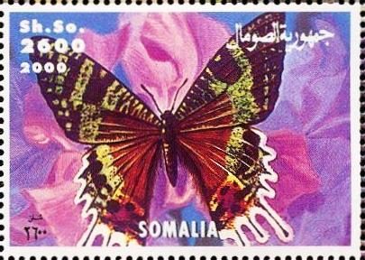 Butterfly